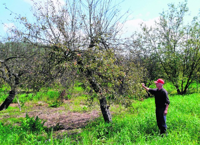 Janusz Łabuz z Maniowa podczas powodzi stracił dobytek całego życia. Wielka woda zniszczyła mężczyźnie dom oraz sad, w którym rośnie kilka tysięcy jabłoni