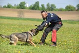 Policyjne psy z KMP w Tarnów w akcji! Trenują atak, obronę przewodnika i tropienie przy ulicy Lotniczej [ZDJĘCIA]