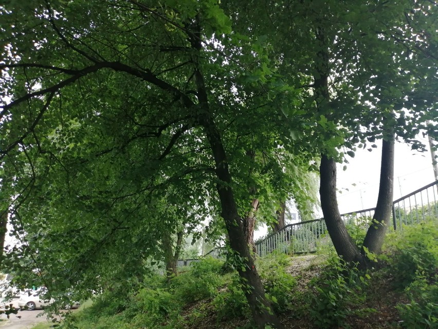 Waży się los drzew przy peronie w Wieluniu. Kolejarze deklarują, że nie usuną wszystkiego, jak leci 