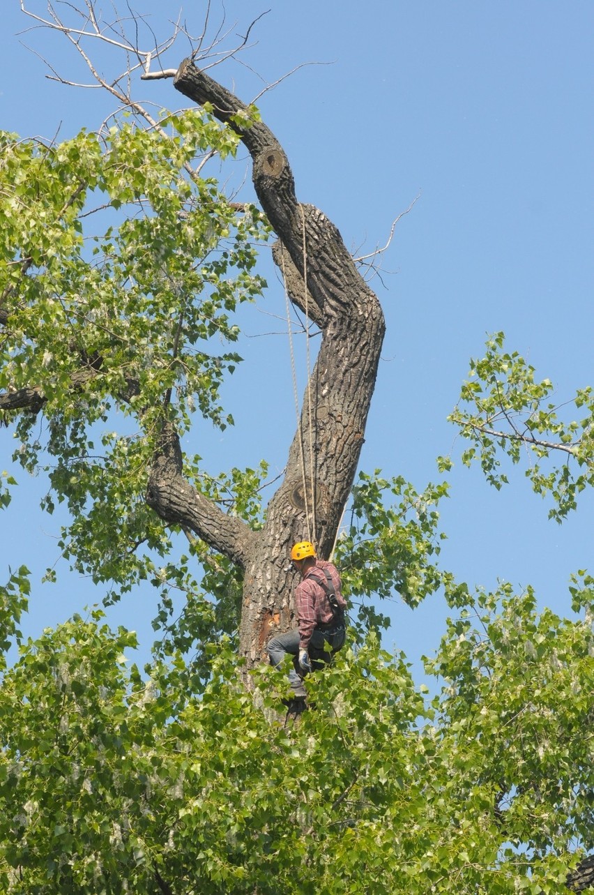 Baobab na pl. Litewskim będzie niższy (ZDJĘCIA)