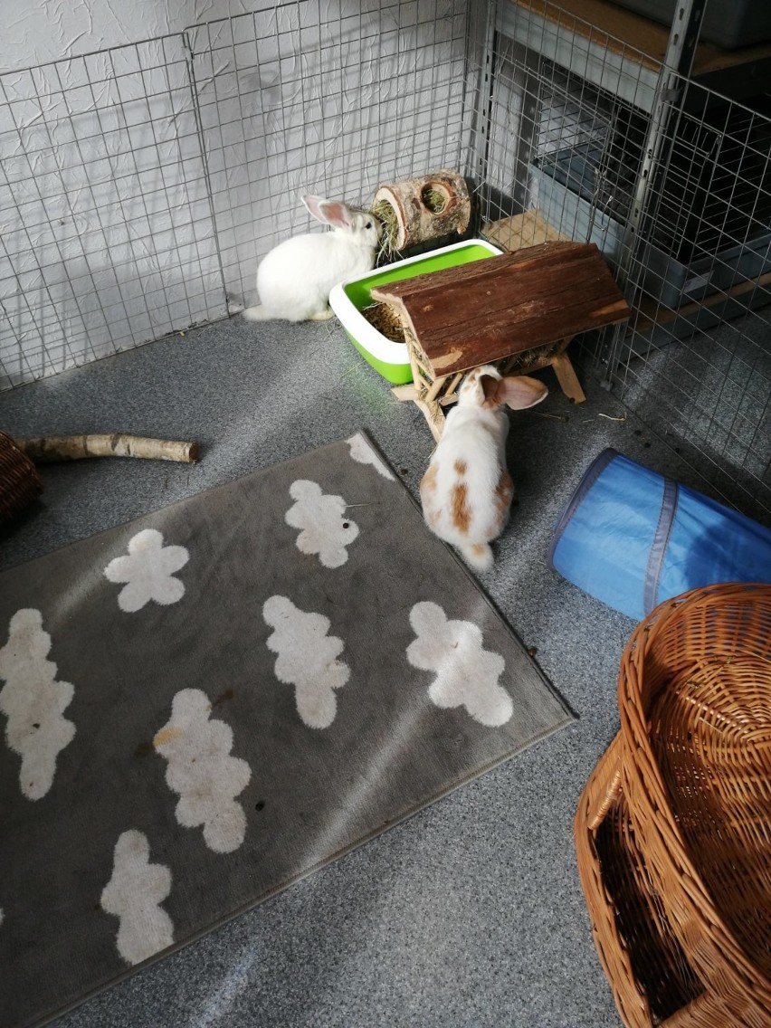 W Lublińcu powstało "Okienko życia dla królików i gryzoni". Można pomóc!