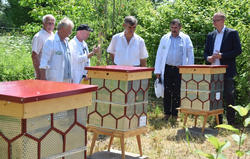 Miejska pasieka z ulami z recyklingu stanęła na terenach nad Wisłokiem w Krośnie. W sąsiedztwie jest też miejski sad i łąka