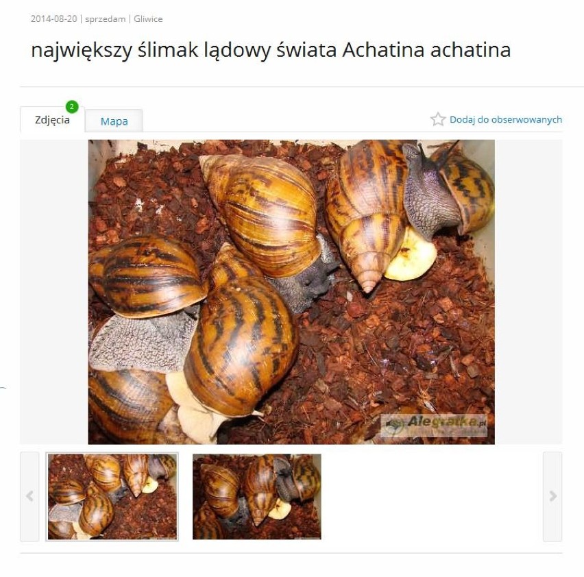 Achatina zwyczajna (Achatina achatina) należy do...