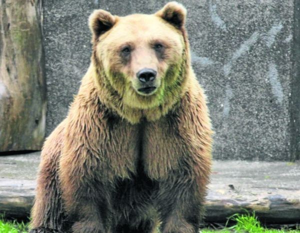 Aż 7 niedźwiedzi może pojawić się w naszym zoo