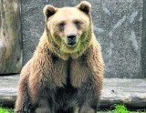 Poznań - W Nowym Zoo zamieszka siedem niedźwiedzi
