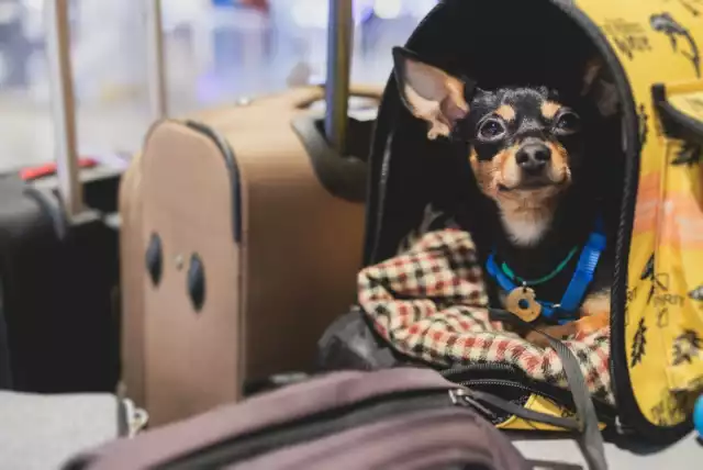 Marzysz o podróży z twoim ukochanym psem? Dzięki Bark Air twoje zwierzę poczuje się jak VIP już od momentu odprawy.