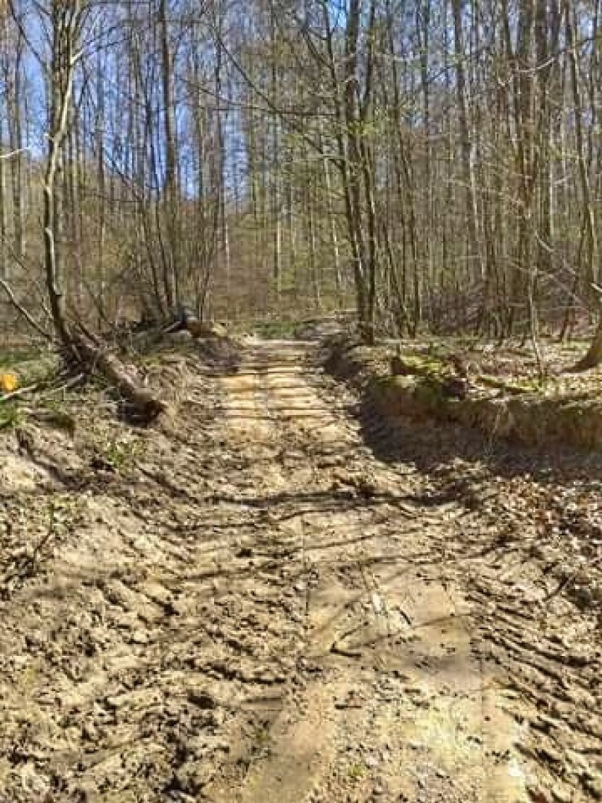 Nadleśnictwo Elbląg przygotowuje żuławskie lasy na czas majówki