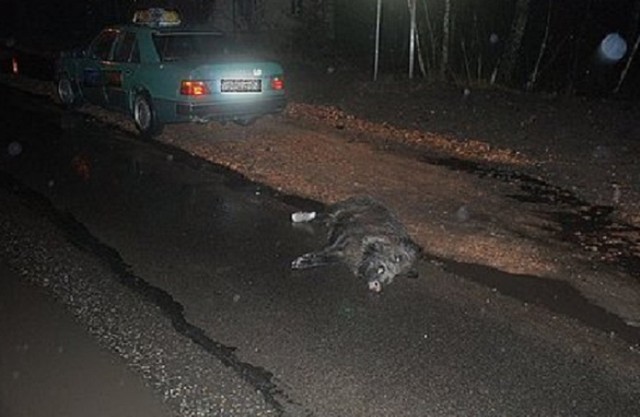 Dzik wpadł pod auto przy ul. Frenzla