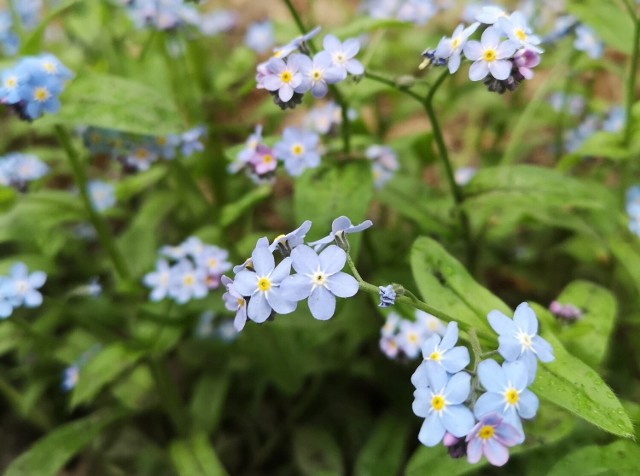 Te uroczenie niebieskie kwiatki doczekały się nawet swojego święta, w maju obchodzimy Dzień Polskiej Niezapominajki.