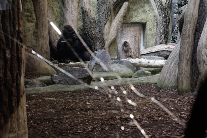 Goryl z zoo w Opolu doskoczył do szyby i z całej siły w nią kopnął