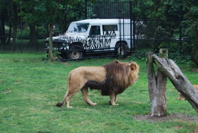 Land Rover na lwim wybiegu w zoo
