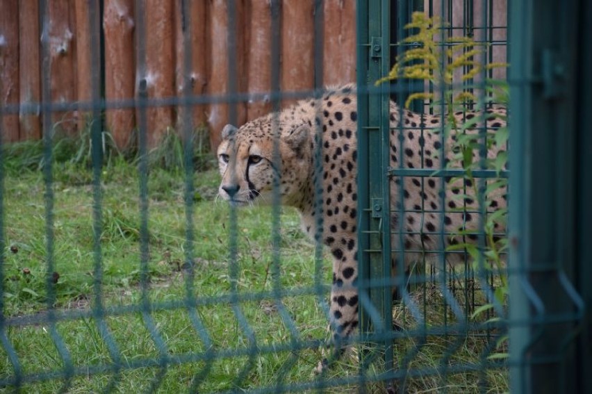 Gdańsk ma nowe gepardy [WIDEO, ZDJĘCIA] 