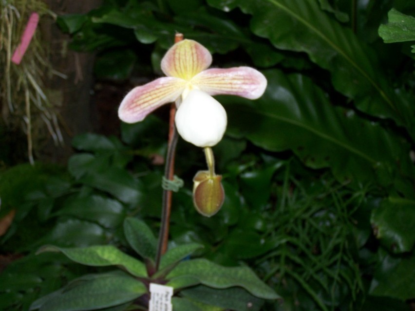 Łańcut - orchidea