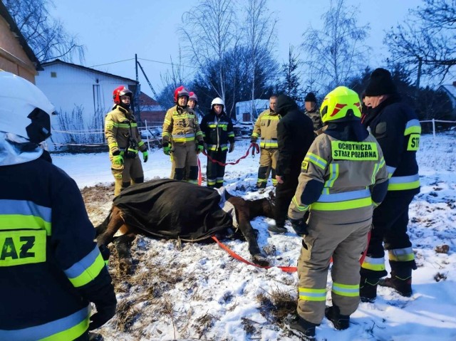 - Zostaliśmy zadysponowani do nietypowej akcji ratowania konia, który nie mógł się podnieść. Dzięki podjętym działaniom, umęczone zwierzę stanęło na nogi - relacjonują strażacy z OSP Jeziora Wielkie.