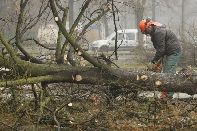 Śremianka pyta:  Dlaczego tną te szkolne drzewa?