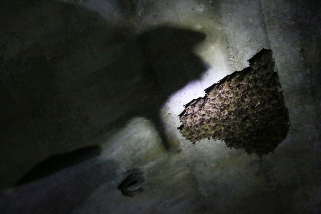 Nietoperze hibernują w koloniach liczących nawet ponad 100 osobników. Zagrożeniem jest dla nich człowiek i kuny.