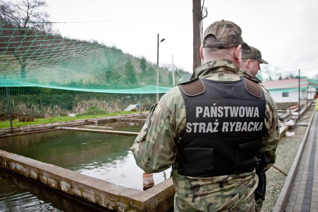 Jak tłumaczą przedstawiciele Gospodarstwa Rybackiego w walce z kłusownikami współpracują między innymi ze strażą rybacką