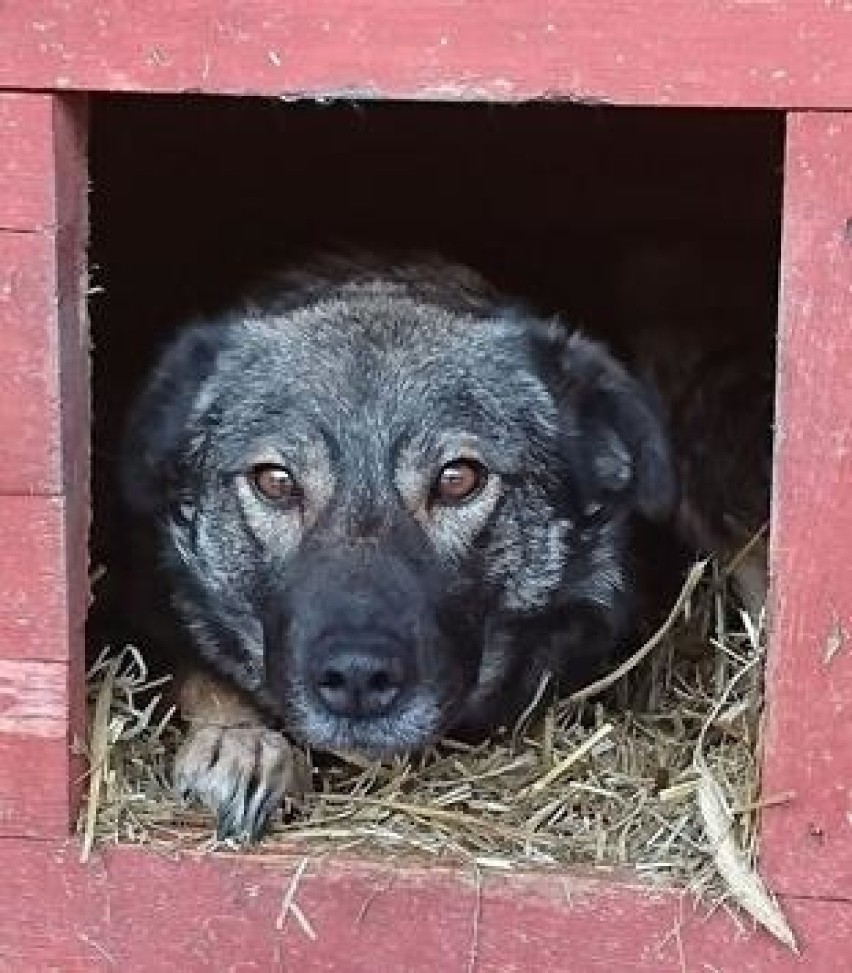 LUSI - Luśka to piękna, młoda suczka.  Ktoś zgubił ją w...