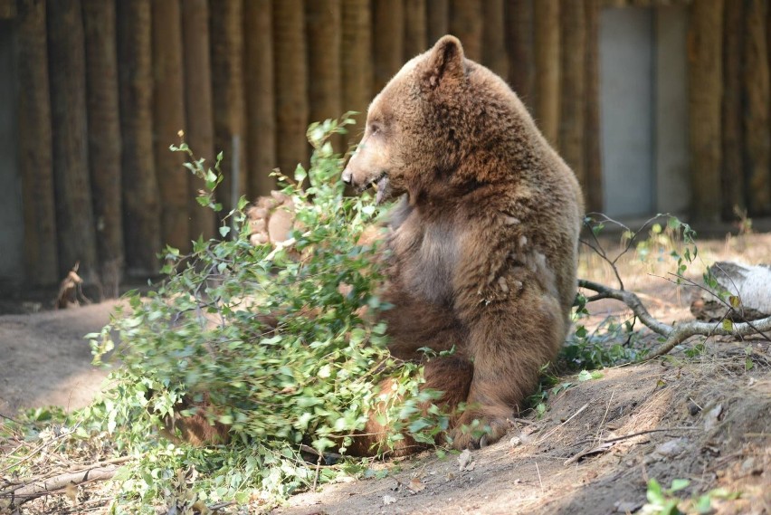 Znęcali się nad niedźwiedziem Baloo. Cyrkowi treserzy...