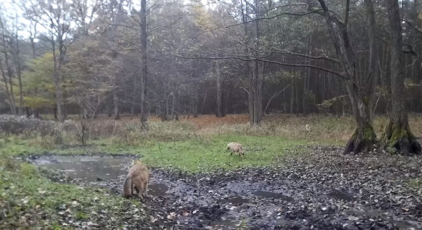 Wilki pojawiły się w lesie niedaleko Czerniejewa [FOTO, FILM]