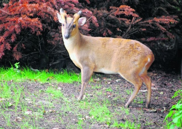 Samice tego ssaka są nieco mniejsze od samców i nie posiadają tak wielkiego poroża