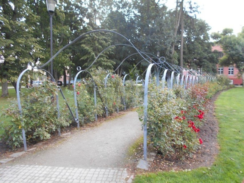 Mężczyzna ścinał róże w Parku Miejskim w Wejherowie [ZDJĘCIA] 