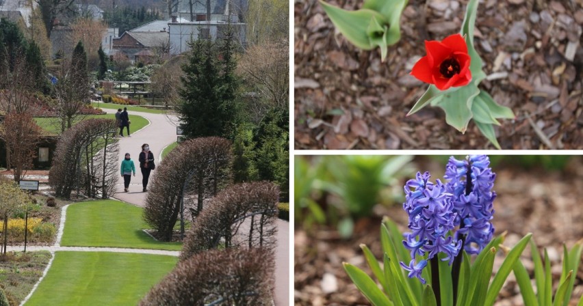 Tam jest teraz PIĘKNIE! Ogrody Kapias w Goczałkowice-Zdrój - wiosną przyciągają kolorami. Sprawdź te zdjęcia