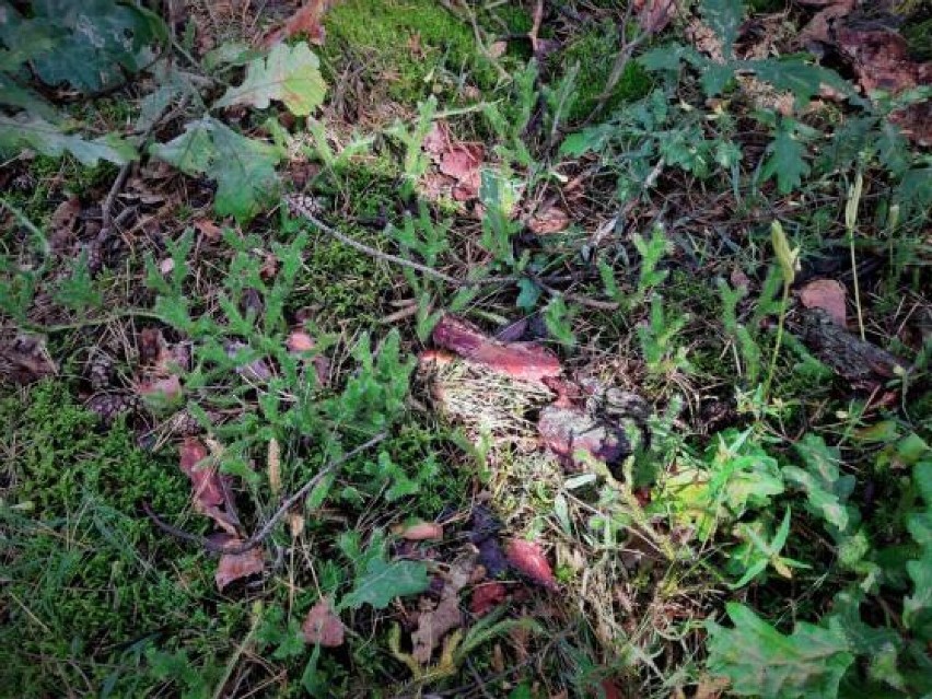 Szpon diabła i inne odkrycia w lasach Nadleśnictwa Poddębice. Zobacz niecodzienne znaleziska przyrodnicze ZDJĘCIA