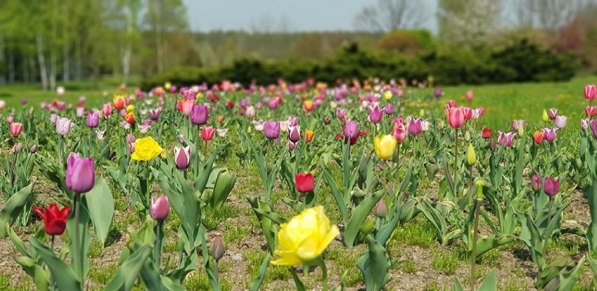 Zapraszamy do Arboretum Leśnego w Stradomi. Kwitną już różaneczniki! (GALERIA)