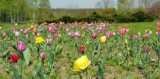 Zapraszamy do Arboretum Leśnego w Stradomi. Kwitną już różaneczniki! (GALERIA)