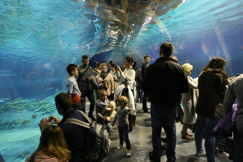 We Wrocławiu mamy największe oceanarium w Polsce. To tu...