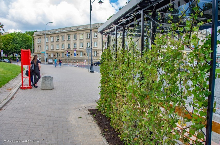 Roślinny dach przystanku obniży temperaturę i uprzyjemni...