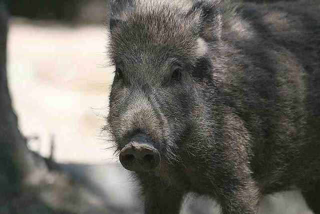 Źródło: http://commons.wikimedia.org/wiki/File:Wild_Boar_frontal.jpg