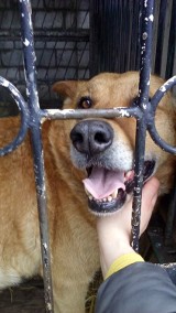 Wolontariusze dla psiaków z azylu dla zwierząt w Czerminie poszukiwani. Może to Ty nim zostaniesz?
