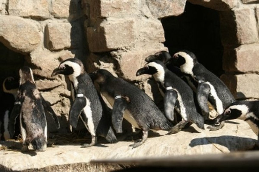 W gdańskim zoo na świat przyszły pingwiny tońce