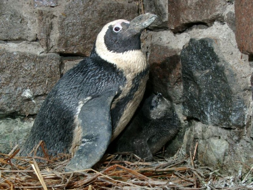 W gdańskim zoo na świat przyszły pingwiny tońce