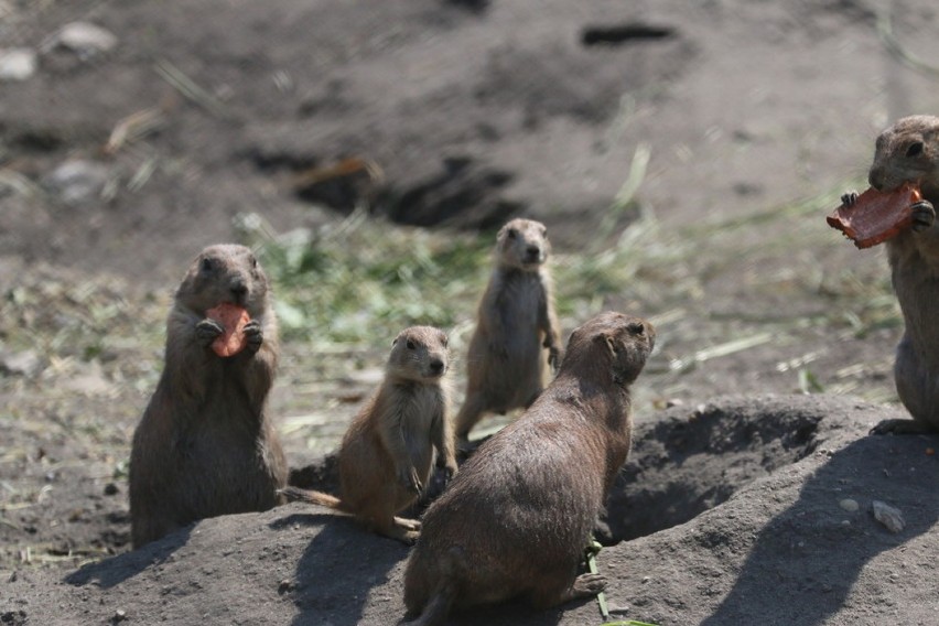 Pieski preriowe w opolskim zoo