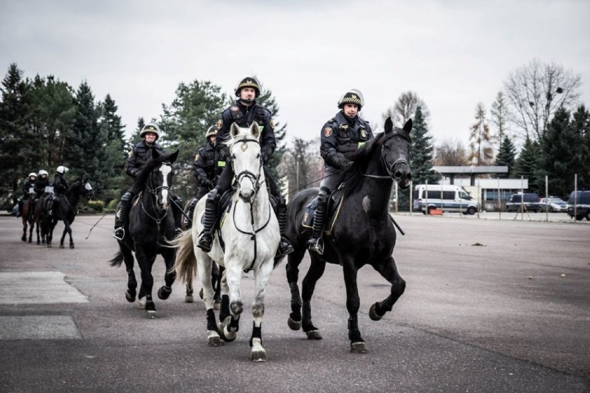 Wspólnie ćwiczenia policyjnych koni ze Smardzewic i prewencji w Łodzi [ZDJĘCIA]