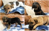 Szczeniaki do adopcji w schronisku dla bezdomnych zwierząt w Radomsku. ZDJĘCIA