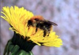 Majówka z pszczołami. Greenpeace zachęca Pomorzan do spaceru z aparatem