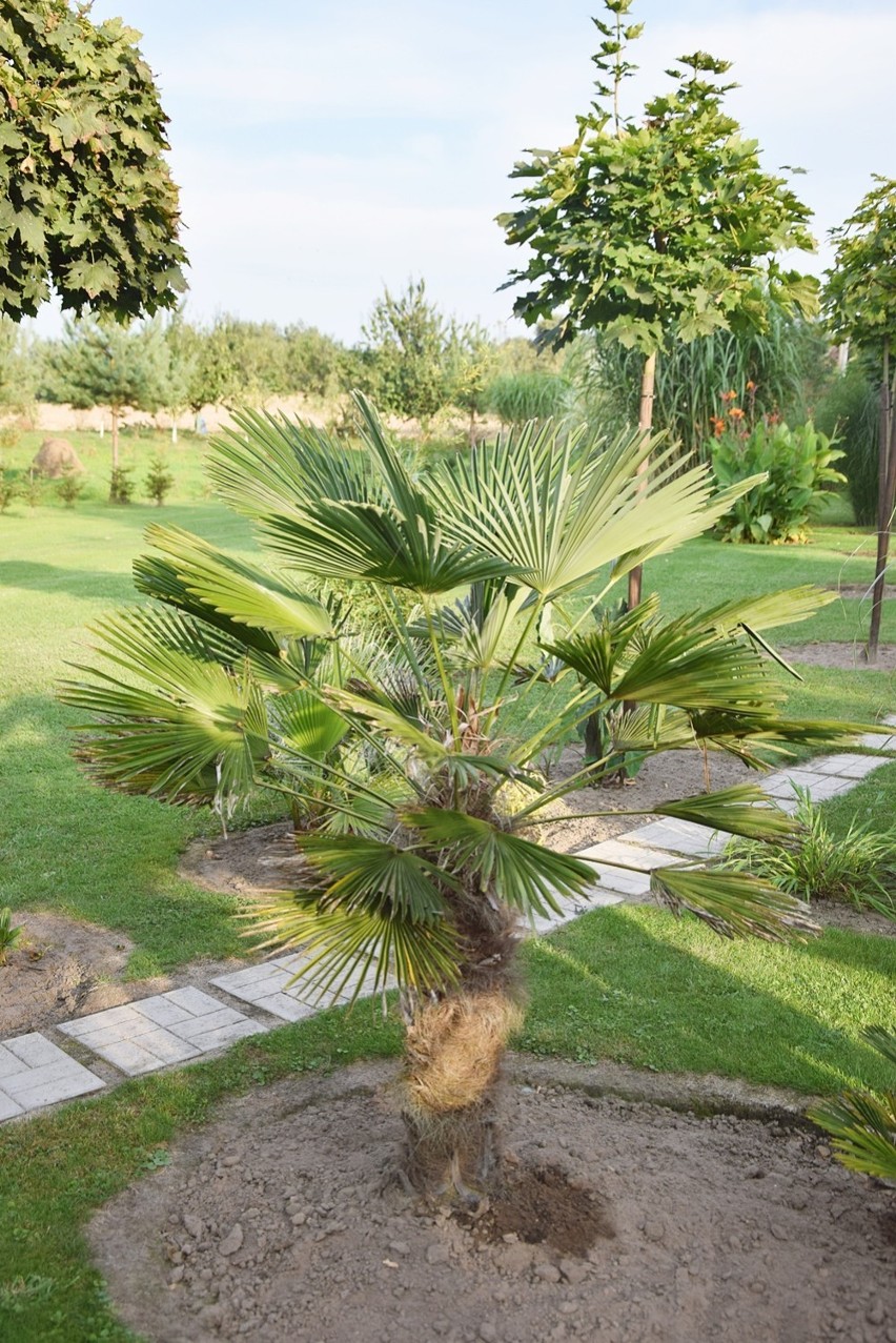 W ogrodzie Tomasza Frysztaka z Łuczyny królują palmy [ZDJĘCIA]