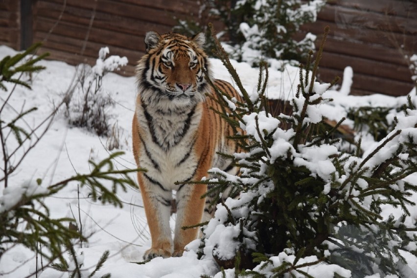 Zoo w Płocku zaprasza na zimowe zwiedzanie. 12 grudnia na gości czekają zabawy i upominki