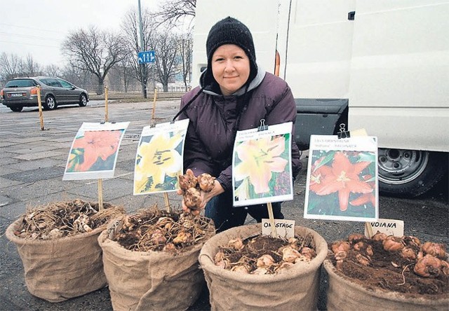 Olga Ryś zachęca do kupna cebul nowych odmian lilii.