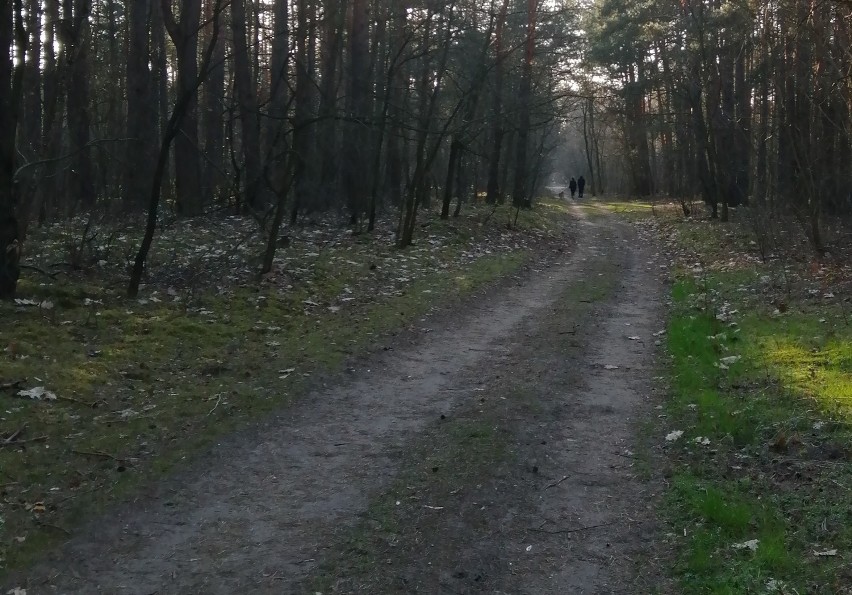 Koronawirus. Przedłużone zakazy przemieszczania się. Zakaz wchodzenia do lasów wpisany w rozporządzenie