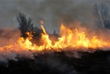 Płoną trawy w całej Polsce. Najwięcej pożarów na Dolnym Śląsku