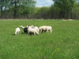 Owce we Wdzydzkim Parku Krajobrazowym. Wszystko po to, by zachować to cenne siedlisko