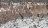 Hybryda psa i wilka grasuje w jednej z polskich gmin. Władze apelują o pomoc w schwytaniu