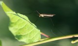 W Rzeszowie nie będzie chemicznych oprysków na komary. Miasto stawia na inne metody walki z uciążliwymi owadami