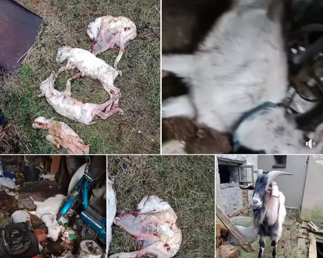 Koza przez kilka dni umierała po ciężkim porodzie. Wokół niej leżały martwe koziołki i nieuprzątnięte śmieci. Taki dramat zastali wolontariusze TOZ z Opola w jednym z gospodarstw w Lubszy.