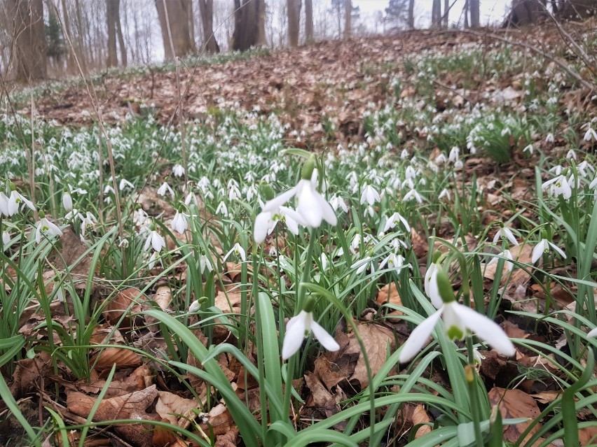 Szczecin wiosną zdobią krokusy, Dziwnówek nad morzem –...